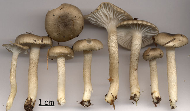 Hygrophorus pustulatus